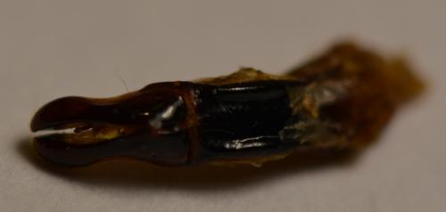 Coptomia ibityi